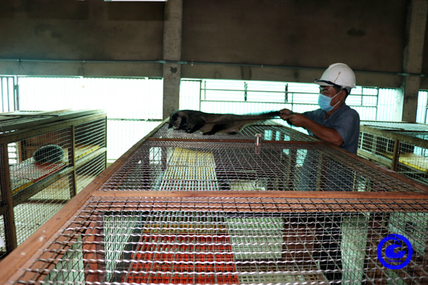 Nuôi chồn hương, động vật hoang dã ăn khỏe đẻ đều, nuôi thành công ở Tiền Giang, bán 10 triệu/cặp- Ảnh 2.